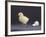 Leghorn Chick-null-Framed Photographic Print