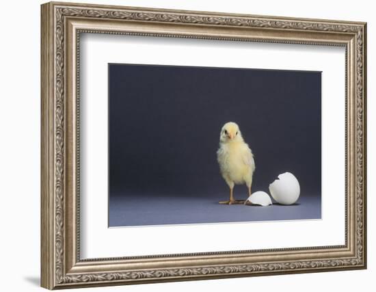 Leghorn Chick-DLILLC-Framed Photographic Print
