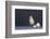 Leghorn Chick-DLILLC-Framed Photographic Print