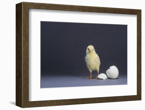 Leghorn Chick-DLILLC-Framed Photographic Print