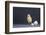 Leghorn Chick-DLILLC-Framed Photographic Print