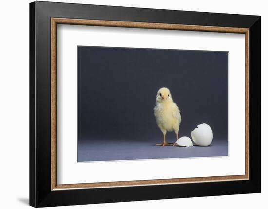 Leghorn Chick-DLILLC-Framed Photographic Print