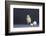 Leghorn Chick-DLILLC-Framed Photographic Print