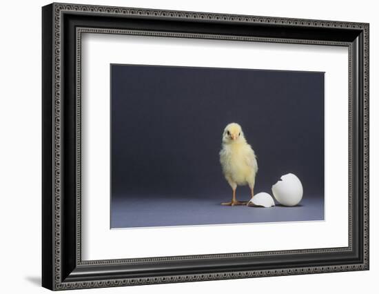 Leghorn Chick-DLILLC-Framed Photographic Print