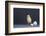 Leghorn Chick-DLILLC-Framed Photographic Print