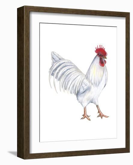 Leghorn (Gallus Gallus Domesticus), Rooster, Poultry, Birds-Encyclopaedia Britannica-Framed Art Print