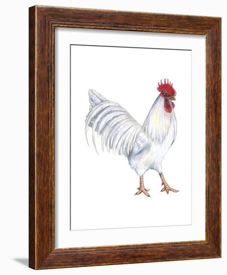 Leghorn (Gallus Gallus Domesticus), Rooster, Poultry, Birds-Encyclopaedia Britannica-Framed Art Print