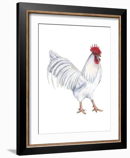 Leghorn (Gallus Gallus Domesticus), Rooster, Poultry, Birds-Encyclopaedia Britannica-Framed Art Print