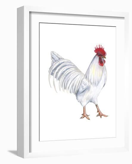 Leghorn (Gallus Gallus Domesticus), Rooster, Poultry, Birds-Encyclopaedia Britannica-Framed Art Print