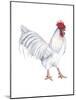 Leghorn (Gallus Gallus Domesticus), Rooster, Poultry, Birds-Encyclopaedia Britannica-Mounted Art Print