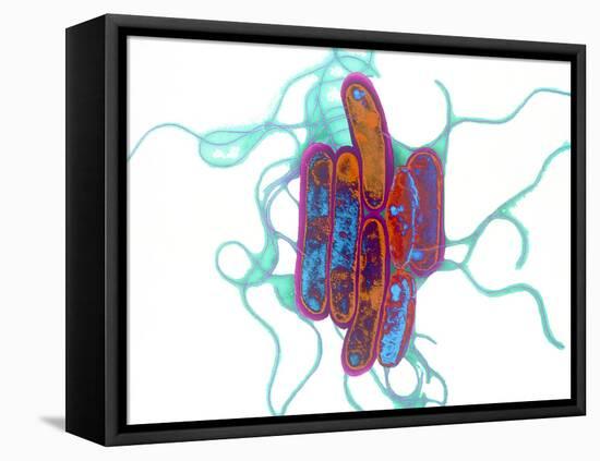 Legionella Bacteria-Dr. Linda Stannard-Framed Premier Image Canvas