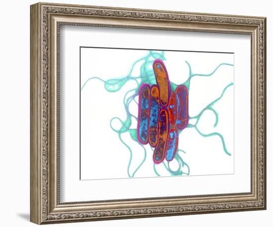 Legionella Bacteria-Dr. Linda Stannard-Framed Premium Photographic Print