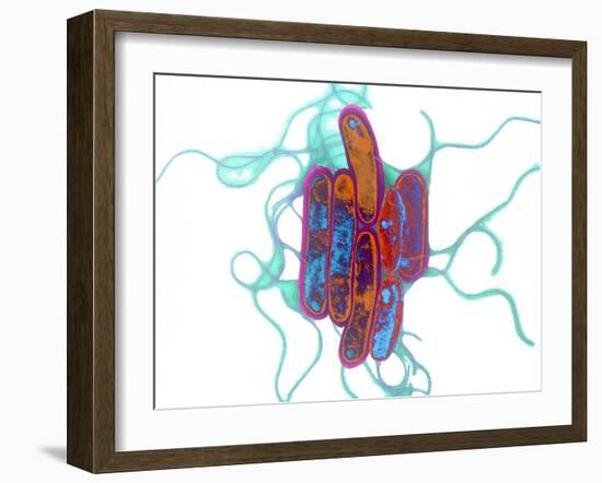 Legionella Bacteria-Dr. Linda Stannard-Framed Photographic Print