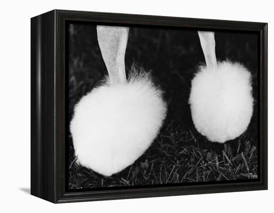 Legs of Groomed Poodle-Henry Horenstein-Framed Premier Image Canvas