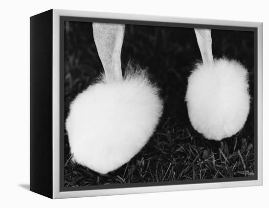 Legs of Groomed Poodle-Henry Horenstein-Framed Premier Image Canvas