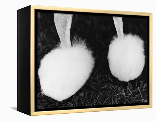 Legs of Groomed Poodle-Henry Horenstein-Framed Premier Image Canvas