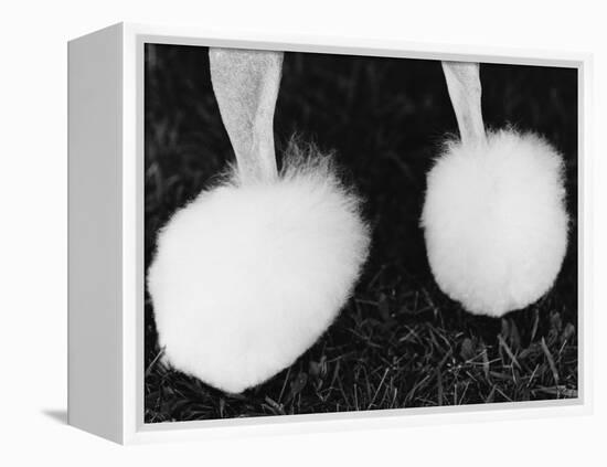 Legs of Groomed Poodle-Henry Horenstein-Framed Premier Image Canvas