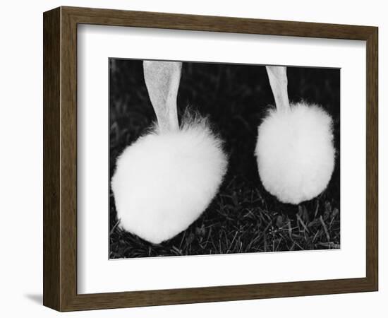 Legs of Groomed Poodle-Henry Horenstein-Framed Photographic Print