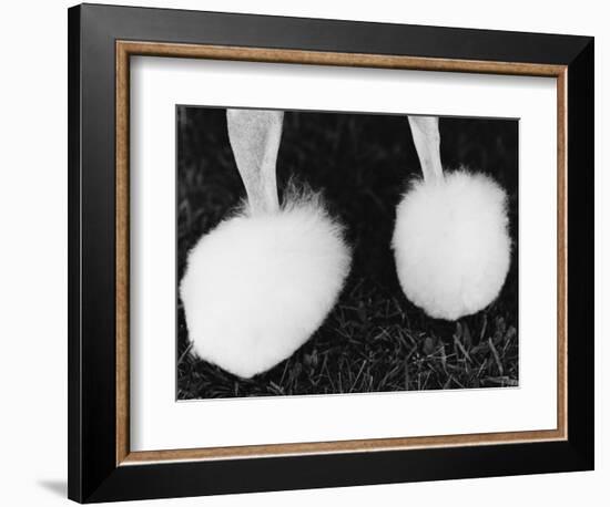 Legs of Groomed Poodle-Henry Horenstein-Framed Photographic Print