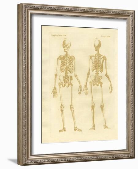 Legs Structure from Human Bodies-null-Framed Giclee Print