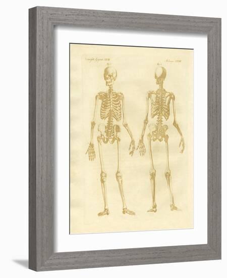 Legs Structure from Human Bodies-null-Framed Giclee Print