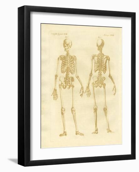 Legs Structure from Human Bodies-null-Framed Giclee Print