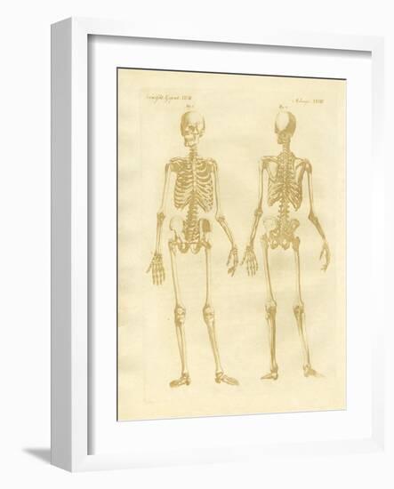 Legs Structure from Human Bodies-null-Framed Giclee Print