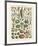 Legumes I-Adolphe Millot-Framed Giclee Print