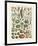 Legumes I-Adolphe Millot-Framed Giclee Print