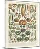 Legumes II-Adolphe Millot-Mounted Art Print