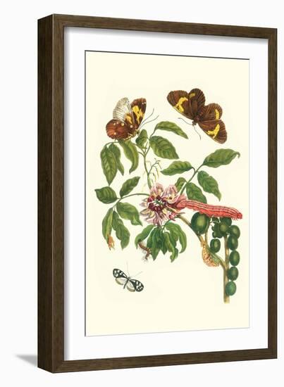 Leguminous Plant with a Sophorae Owl Caterpillar and an Aegle Clearwing Butterfly-Maria Sibylla Merian-Framed Premium Giclee Print