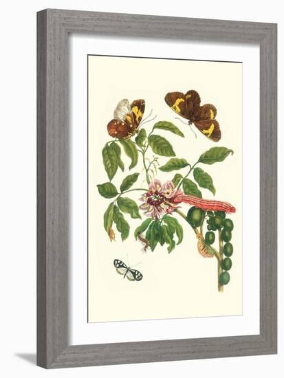 Leguminous Plant with a Sophorae Owl Caterpillar and an Aegle Clearwing Butterfly-Maria Sibylla Merian-Framed Art Print