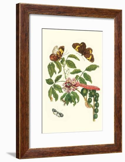 Leguminous Plant with a Sophorae Owl Caterpillar and an Aegle Clearwing Butterfly-Maria Sibylla Merian-Framed Art Print