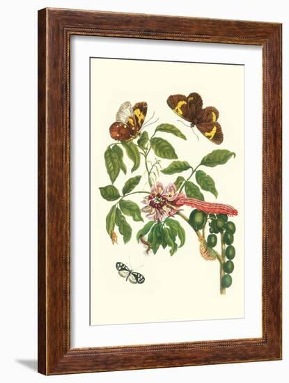 Leguminous Plant with a Sophorae Owl Caterpillar and an Aegle Clearwing Butterfly-Maria Sibylla Merian-Framed Art Print