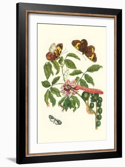 Leguminous Plant with a Sophorae Owl Caterpillar and an Aegle Clearwing Butterfly-Maria Sibylla Merian-Framed Art Print
