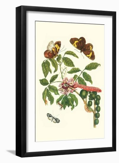 Leguminous Plant with a Sophorae Owl Caterpillar and an Aegle Clearwing Butterfly-Maria Sibylla Merian-Framed Art Print