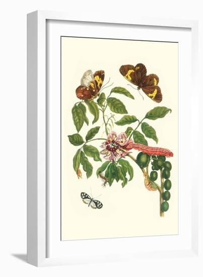 Leguminous Plant with a Sophorae Owl Caterpillar and an Aegle Clearwing Butterfly-Maria Sibylla Merian-Framed Art Print