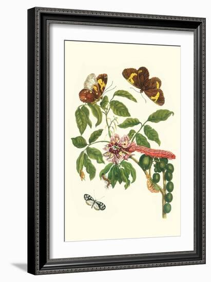 Leguminous Plant with a Sophorae Owl Caterpillar and an Aegle Clearwing Butterfly-Maria Sibylla Merian-Framed Art Print