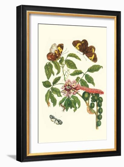Leguminous Plant with a Sophorae Owl Caterpillar and an Aegle Clearwing Butterfly-Maria Sibylla Merian-Framed Art Print