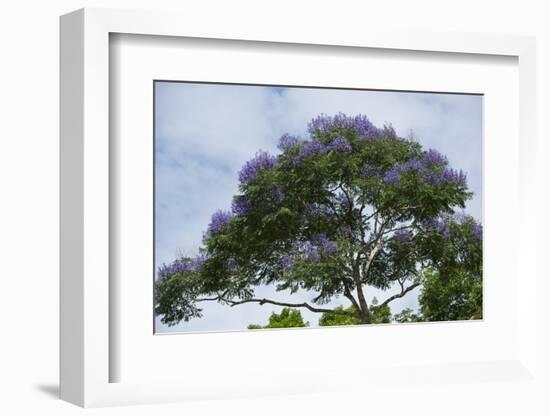 Leguminous Tree in Flower, Yasuni NP, Amazon Rainforest, Ecuador-Pete Oxford-Framed Photographic Print