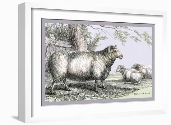 Leicester Ram-John Stewart-Framed Art Print