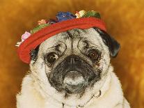 Pug Wearing Floral Hat-Leland Bobb?-Framed Photographic Print