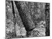 Premium Photographic Print