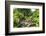 Lelu (Leluh) archaeological site, Kosrae, Federated States of Micronesia, South Pacific-Michael Runkel-Framed Photographic Print