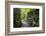 Lelu (Leluh) archaeological site, Kosrae, Federated States of Micronesia, South Pacific-Michael Runkel-Framed Photographic Print