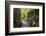 Lelu (Leluh) archaeological site, Kosrae, Federated States of Micronesia, South Pacific-Michael Runkel-Framed Photographic Print