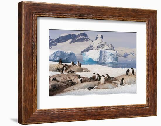 Lemaire Channel, Antarctica. Gentoo Penguin colony in foreground with Icebergs-Janet Muir-Framed Photographic Print