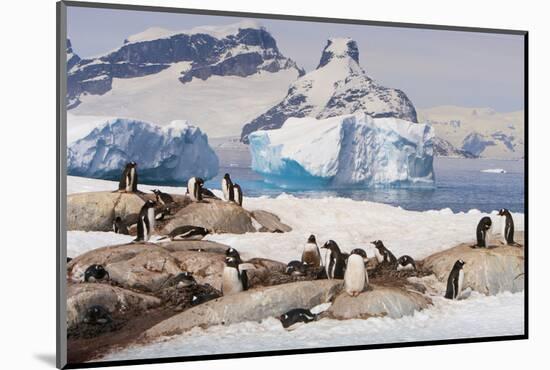 Lemaire Channel, Antarctica. Gentoo Penguin colony in foreground with Icebergs-Janet Muir-Mounted Photographic Print