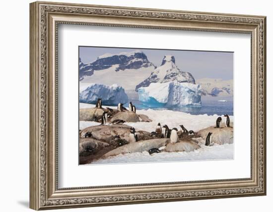 Lemaire Channel, Antarctica. Gentoo Penguin Colony with Icebergs-Janet Muir-Framed Photographic Print