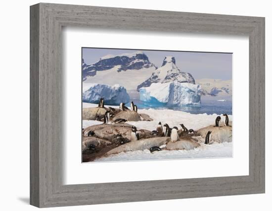 Lemaire Channel, Antarctica. Gentoo Penguin Colony with Icebergs-Janet Muir-Framed Photographic Print